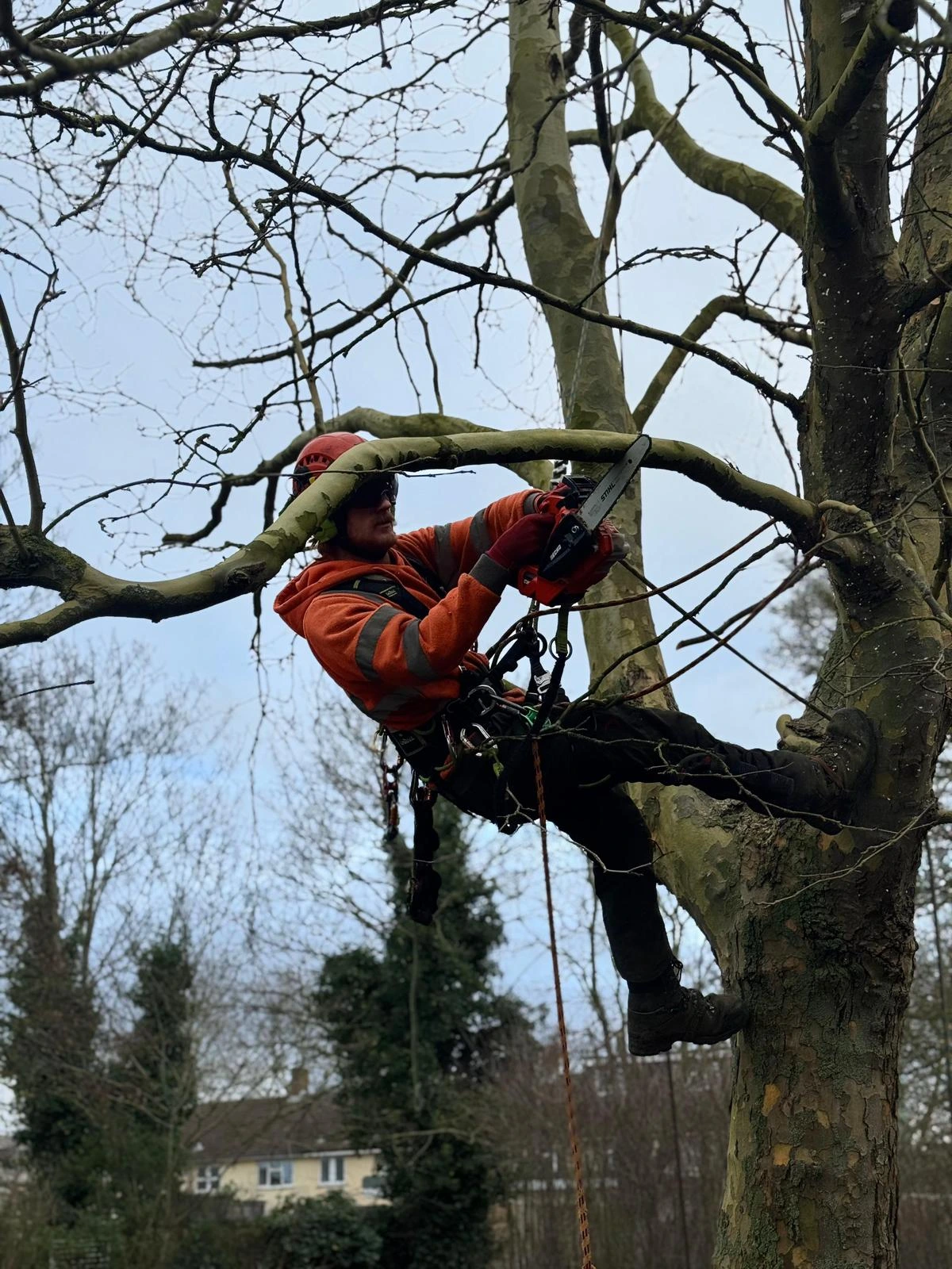 Tree surgeon lifting a crown